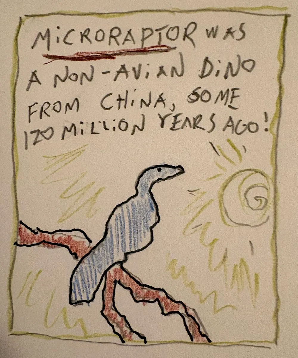 Cartoon of feathered dinosaur perched on branch. “MICRORAPTOR was a non-avian Dino from China, some 120 million years ago!”