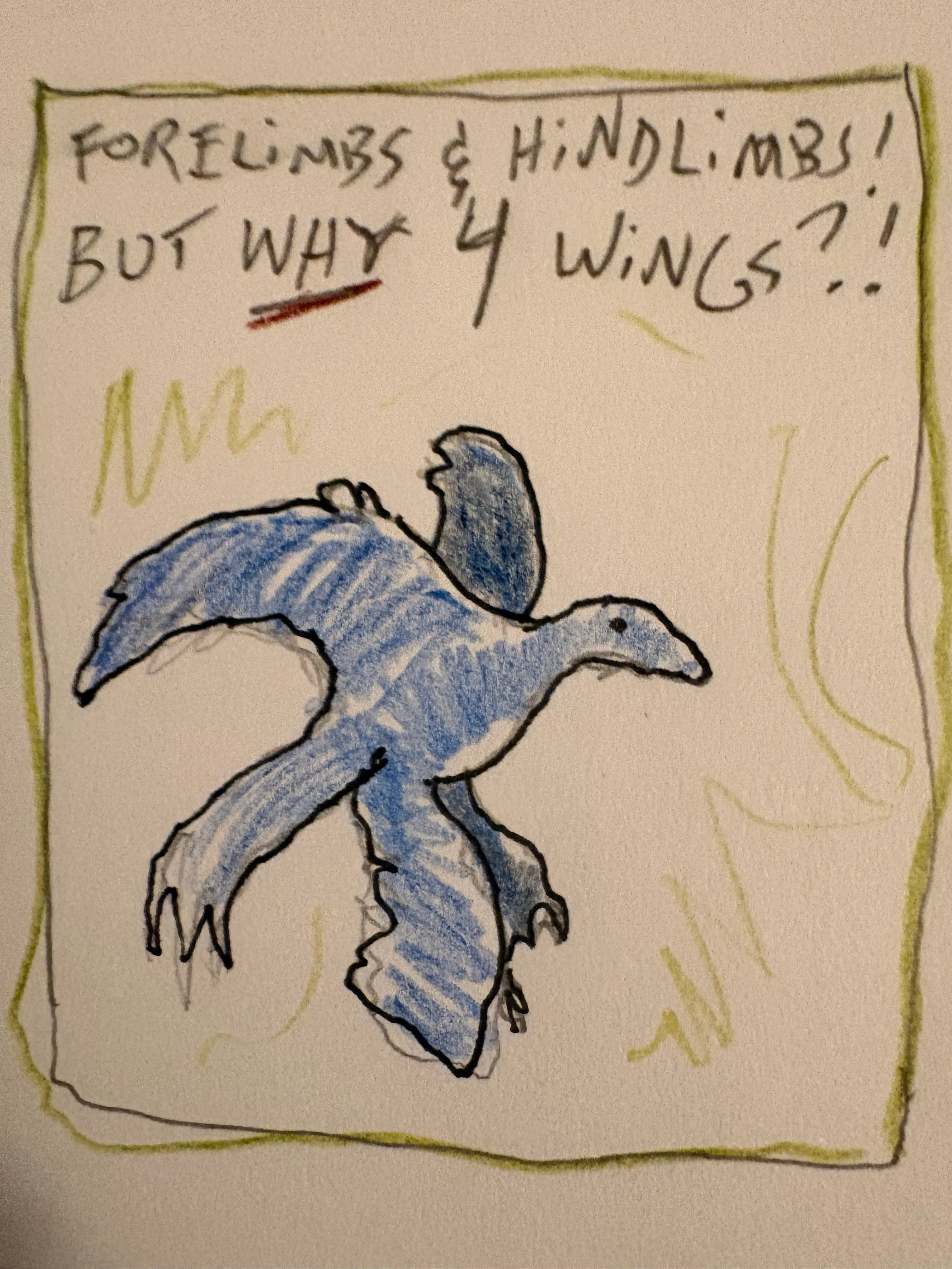 Cartoon of Microraptor flying. “Forelimbs & hindlimbs! But WHY 4 wings?!””